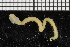  (Glycera sp. B - ZMBN_106756)  @11 [ ] CreativeCommons - Attribution Non-Commercial Share-Alike (2015) University of Bergen University of Bergen, Natural History Collections