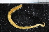  ( - ZMBN_106759)  @11 [ ] CreativeCommons - Attribution Non-Commercial Share-Alike (2015) University of Bergen University of Bergen, Natural History Collections