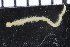  (Glycera sp. TA-C - ZMBN_106762)  @11 [ ] CreativeCommons - Attribution Non-Commercial Share-Alike (2015) University of Bergen University of Bergen, Natural History Collections