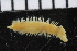  ( - ZMBN_106763)  @11 [ ] CreativeCommons - Attribution Non-Commercial Share-Alike (2015) University of Bergen University of Bergen, Natural History Collections