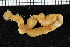  ( - ZMBN_106766)  @11 [ ] CreativeCommons - Attribution Non-Commercial Share-Alike (2015) University of Bergen University of Bergen, Natural History Collections