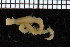  ( - ZMBN_106770)  @11 [ ] CreativeCommons - Attribution Non-Commercial Share-Alike (2015) University of Bergen University of Bergen, Natural History Collections