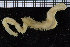  ( - ZMBN_106777)  @11 [ ] CreativeCommons - Attribution Non-Commercial Share-Alike (2015) University of Bergen University of Bergen, Natural History Collections