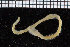  (Glycera cf. unicornis - ZMBN_106779)  @11 [ ] CreativeCommons - Attribution Non-Commercial Share-Alike (2015) University of Bergen University of Bergen, Natural History Collections