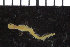  ( - ZMBN_106793)  @11 [ ] CreativeCommons - Attribution Non-Commercial Share-Alike (2015) University of Bergen University of Bergen, Natural History Collections