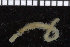  ( - ZMBN_106798)  @11 [ ] CreativeCommons - Attribution Non-Commercial Share-Alike (2015) University of Bergen University of Bergen, Natural History Collections