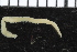  (Glycera cf. natalensis - ZMBN_106800)  @11 [ ] CreativeCommons - Attribution Non-Commercial Share-Alike (2015) University of Bergen University of Bergen, Natural History Collections