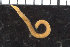  ( - ZMBN_106802)  @11 [ ] CreativeCommons - Attribution Non-Commercial Share-Alike (2015) University of Bergen University of Bergen, Natural History Collections