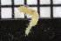  ( - ZMBN_106805)  @11 [ ] CreativeCommons - Attribution Non-Commercial Share-Alike (2015) University of Bergen University of Bergen, Natural History Collections