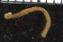  ( - ZMBN_106810)  @11 [ ] CreativeCommons - Attribution Non-Commercial Share-Alike (2015) University of Bergen University of Bergen, Natural History Collections