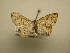  (Idaea sp - 11-MISC-0060)  @14 [ ] No Rights Reserved (2011) JB Sullivan Research Collection of J. B. Sullivan