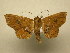  (Oxidercia apicalis - 11-MISC-0093)  @13 [ ] No Rights Reserved (2011) JB Sullivan Research Collection of J. B. Sullivan