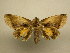  (Gonodonta latimacula - 11-MISC-0138)  @14 [ ] No Rights Reserved (2011) JB Sullivan Research Collection of J. B. Sullivan