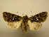  (Dargida imitata - 11-MISC-307)  @13 [ ] No Rights Reserved (2010) James Sullivan Research Collection of J. B. Sullivan