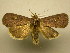 (Eriopyga sp - 11-MISC-316)  @13 [ ] No Rights Reserved (2010) James Sullivan Research Collection of J. B. Sullivan