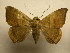  (Ophisma basigutta - 11-MISC-318)  @14 [ ] No Rights Reserved (2010) James Sullivan Research Collection of J. B. Sullivan