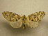  (Lichnoptera gulo - 11-MISC-323)  @13 [ ] No Rights Reserved (2010) James Sullivan Research Collection of J. B. Sullivan