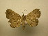  (Renodes sp - 11-MISC-594)  @14 [ ] No Rights Reserved (2010) James Sullivan Research Collection of J. B. Sullivan
