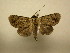  (Parangitia sp - 11-MISC-641)  @14 [ ] No Rights Reserved (2010) James Sullivan Research Collection of J. B. Sullivan