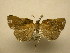  (Argania - 11-MISC-845)  @12 [ ] No Rights Reserved (2011) JB Sullivan Research Collection of J. B. Sullivan