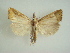  (Chilo orichalcociliellus - KLM Lep 02970)  @14 [ ] CreativeCommons - Attribution Non-Commercial Share-Alike (2015) Christian Wieser Landesmuseum Kärnten
