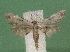  (Araeopteron legraini - KLM Lep 03304)  @13 [ ] CreativeCommons - Attribution Non-Commercial Share-Alike (2015) Christian Wieser Landesmuseum Kärnten