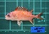  (Neoniphon aurolineatus - FDP_MATI_2202_004A)  @11 [ ] Copyright (2024) Unspecified University of the Philippines Mindanao
