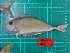  (Naso thynnoides - MIN_1809_GOVG_005A)  @11 [ ] Copyright (2024) Unspecified University of the Philippines Mindanao
