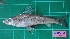  (Chlorophthalmus nigromarginatus - FDP_TORL_2206_011A)  @11 [ ] Copyright (2024) Unspecified University of the Philippines Mindanao