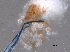  ( - 08DPMIT-0741)  @12 [ ] CreativeCommons - Attribution (2014) CBG Photography Group Centre for Biodiversity Genomics