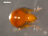  ( - 08MIONT-0276)  @12 [ ] CreativeCommons - Attribution (2010) Unspecified Centre for Biodiversity Genomics