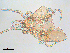  (Gamasiphis sp. JCS04 - DPMIT-17-37)  @12 [ ] CreativeCommons - Attribution (2013) CBG Photography Group Centre for Biodiversity Genomics