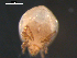  ( - 08MIONT-0144)  @13 [ ] CreativeCommons - Attribution (2010) Unspecified Centre for Biodiversity Genomics
