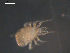  ( - 08MIONT-0264)  @12 [ ] CreativeCommons - Attribution (2010) Unspecified Centre for Biodiversity Genomics