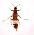  (Organothrips - AP2)  @11 [ ] Copyright (2013) PHCDBS Paul Hebert Center for DNA Barcoding and Biodiversity Studies