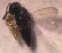  (Elasmus sp - DPM4)  @11 [ ] Copyright (2013) PHCDBS Paul Hebert Centre for DNA Barcoding and Biodiversity Studies
