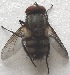  (Carcelia sp - DPM6)  @11 [ ] Copyright (2013) PHCDBS Paul Hebert Centre for DNA Barcoding and Biodiversity Studies