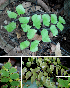  (Adiantum peruvianum - KSR-0004)  @11 [ ] Copyright (2015) The M. S. University of Baroda, Vadodara The M. S. University of Baroda, Vadodara