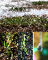  (Isoetes coromandelina - KSR-0008)  @11 [ ] Copyright (2015) The M. S. University of Baroda, Vadodara The M. S. University of Baroda, Vadodara