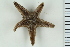  (Astropecten cf. irregularis - ZMBN_115363)  @11 [ ] CreativeCommons - Attribution Non-Commercial Share-Alike (2017) University of Bergen Natural History Collections