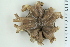  ( - ZMBN_115391)  @11 [ ] CreativeCommons - Attribution Non-Commercial Share-Alike (2017) University of Bergen Natural History Collections