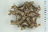  ( - ZMBN_115391)  @11 [ ] CreativeCommons - Attribution Non-Commercial Share-Alike (2017) University of Bergen Natural History Collections