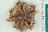  ( - ZMBN_115392)  @11 [ ] CreativeCommons - Attribution Non-Commercial Share-Alike (2017) University of Bergen Natural History Collections