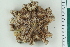  ( - ZMBN_115392)  @11 [ ] CreativeCommons - Attribution Non-Commercial Share-Alike (2017) University of Bergen Natural History Collections