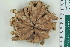  ( - ZMBN_115394)  @11 [ ] CreativeCommons - Attribution Non-Commercial Share-Alike (2017) University of Bergen Natural History Collections