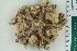  ( - ZMBN_115394)  @11 [ ] CreativeCommons - Attribution Non-Commercial Share-Alike (2017) University of Bergen Natural History Collections