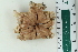  ( - ZMBN_115395)  @11 [ ] CreativeCommons - Attribution Non-Commercial Share-Alike (2017) University of Bergen Natural History Collections