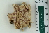  ( - ZMBN_115395)  @11 [ ] CreativeCommons - Attribution Non-Commercial Share-Alike (2017) University of Bergen Natural History Collections