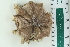  ( - ZMBN_115396)  @11 [ ] CreativeCommons - Attribution Non-Commercial Share-Alike (2017) University of Bergen Natural History Collections