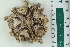  ( - ZMBN_115396)  @11 [ ] CreativeCommons - Attribution Non-Commercial Share-Alike (2017) University of Bergen Natural History Collections